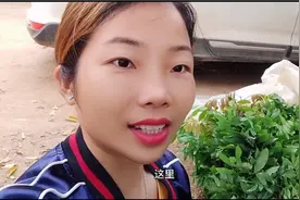 四季龙眼石峡龙眼裸根苗，清明前后种植适宜！四季龙眼一年两季果