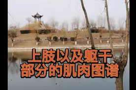 上肢以及躯干部分的肌肉图谱