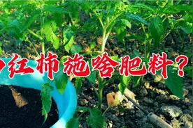 西红柿施啥肥料？农家肥拌氮磷钾保花保果，番茄结真多压满枝高产视频封面