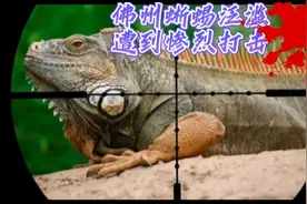 佛州蜥蜴泛滥成灾，遭到猎人老六惨烈打击。视频封面