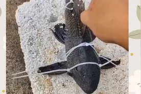 清道夫漂流记视频封面