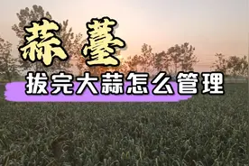 蒜薹拔完之后，大蒜还需不需要浇水施肥，听老四给大家分享视频封面