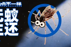 舒服了！下血本喂300只蚊子，高清4k慢放还原吸血全过程视频封面