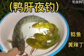 鸭肝鸡肠夜钓鲶鱼黄辣丁饵料配方效果非常好，下雨天野钓黄骨鱼颡视频封面