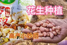 花生地里撒把灰，不仅增产还能防虫治病，后期一棵能结一大窝