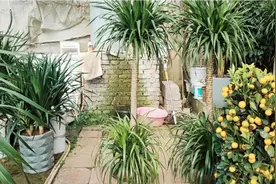 快新年了，花360买了一棵龙血树，效果棒棒哒