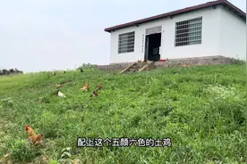给鸡试喂了一个月的稻谷，感觉好处太多了，后悔没早一点改变视频封面