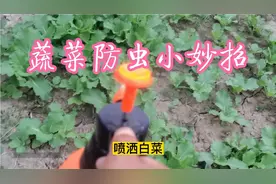 白菜生虫了怎么办？用上这几个小妙招，一个虫眼都没有视频封面