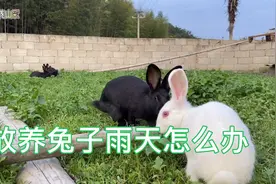 放出去的兔子雨天怎么办，兔子怕水吗？兔子怕不怕喝生水……视频封面