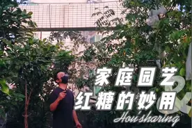 红糖倒进喷壶里，原来对植物有这么大好处，农药肥料钱都给省了视频封面