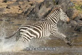 周公解梦之梦见鳄鱼视频封面