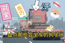 盘点那些会坐车的狗子们#狗狗 #狗狗是人类最忠实的朋友视频封面