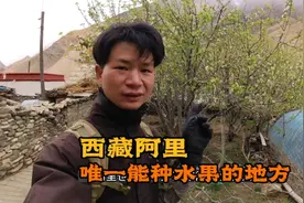 西藏阿里唯一能种水果的地方，苹果杏子都有，我告诉你在哪里