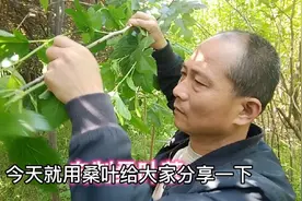 自制桑叶茶，作法很简单，喝起来很清香视频封面