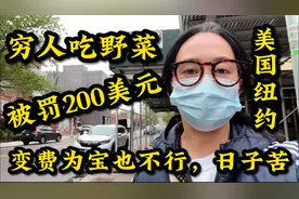 美国纽约，穷人吃野菜，被罚款200美元，变费为宝也不行，日子苦