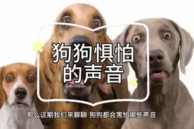 狗狗惧怕的声音视频封面
