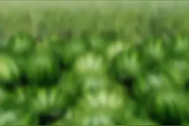 谁要我这个徒弟呀？我没有师傅，呜呜呜