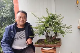 造型11个月的火棘，只用少量的土，如何养到枝繁叶茂视频封面