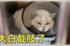 流浪猫患肿瘤，女子果断给它截肢了。视频封面