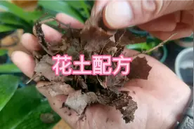 我把君子兰花土配置今天详细讲岀來，都是干货，一起听听视频封面