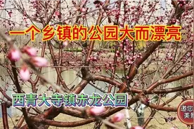 西青大寺镇赤龙公园大而漂亮视频封面
