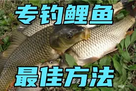 野生鲤鱼的钓法，不同于其它鱼种，方法正确，上鱼往往成双成对视频封面