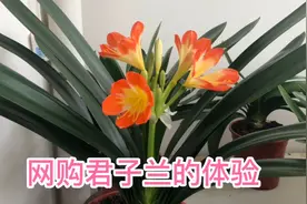 邮购回来君子兰根系脱水干瘪，莫着急这样处理即安全还不烂根。