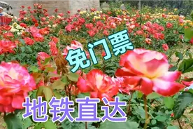 新发现北京赏月季花的公园，五颜六色知道人少，周末游玩值得一去视频封面