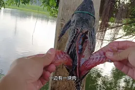 钓鱼上了清道夫正确处理方法，先给它上吊，再噶它两块肉