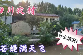 四川农村，苍蝇满天飞村民连门都不敢打开，到底什么情况？