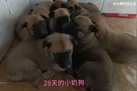 小奶狗第28天有了听觉，在它旁边发出声音，看它们的反应，真呆萌