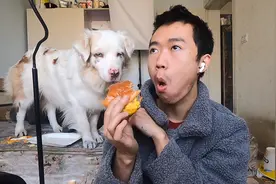 小伙在狗子面前吃汉堡包，它快馋死了，食物很好吃，不给狗子吃视频封面