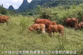 小牛犊要到几个月龄段奶合适，老三这么说大家觉得对不对视频封面