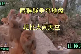 两猴群争夺地盘，堪比大闹天空视频封面