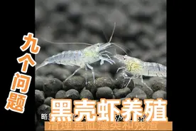 养好黑壳虾应了解的九个问题视频封面