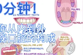 你真的了解口腔吗？一起从内到外揭秘口腔的构成！