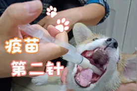 六联疫苗第二针啦，先驱虫哦