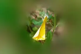 ❀：人的心觉些微温暖、遇不到清凌心境衍行不愉快知觉。视频封面