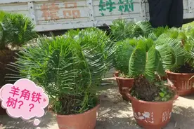 苏北农村的铁树新品种，真的好看视频封面