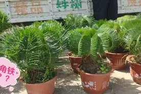 苏北农村的铁树新品种，真的好看视频封面