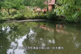 活化石！江苏发现与恐龙同时代2亿年前的物种仙女虾视频封面