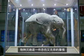 美科学家拟“复活”灭绝的猛犸象，4-6年复活第一头猛犸象幼象！视频封面