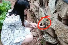 农村妹子发现神奇的蘑菇，到最后才发现竟然不是蘑菇！视频封面