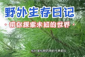 松针茶叶的功效传说治百病