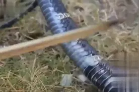 柬埔寨美女竟抓眼镜蛇王来煮着吃，看着真香！视频封面