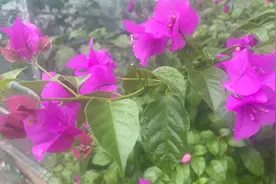 被小老公嫌弃，马大姐今天被送回娘家了！视频封面