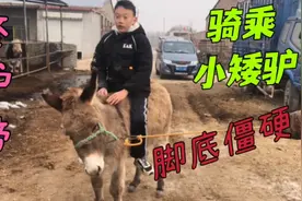 骑乘小矮驴蹄子僵硬，肉垫硌脚底不好好走路，修完立马骑上去了！视频封面