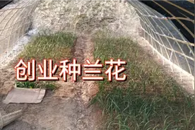 兰市复苏，农村小伙创业种植兰花，目前两个大棚种了三千颗左右！视频封面