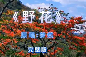 音乐分享#野花 梦然完整版热歌视频封面