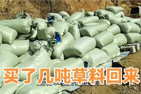 买了几吨青贮草料回来，羊却不喜欢吃视频封面